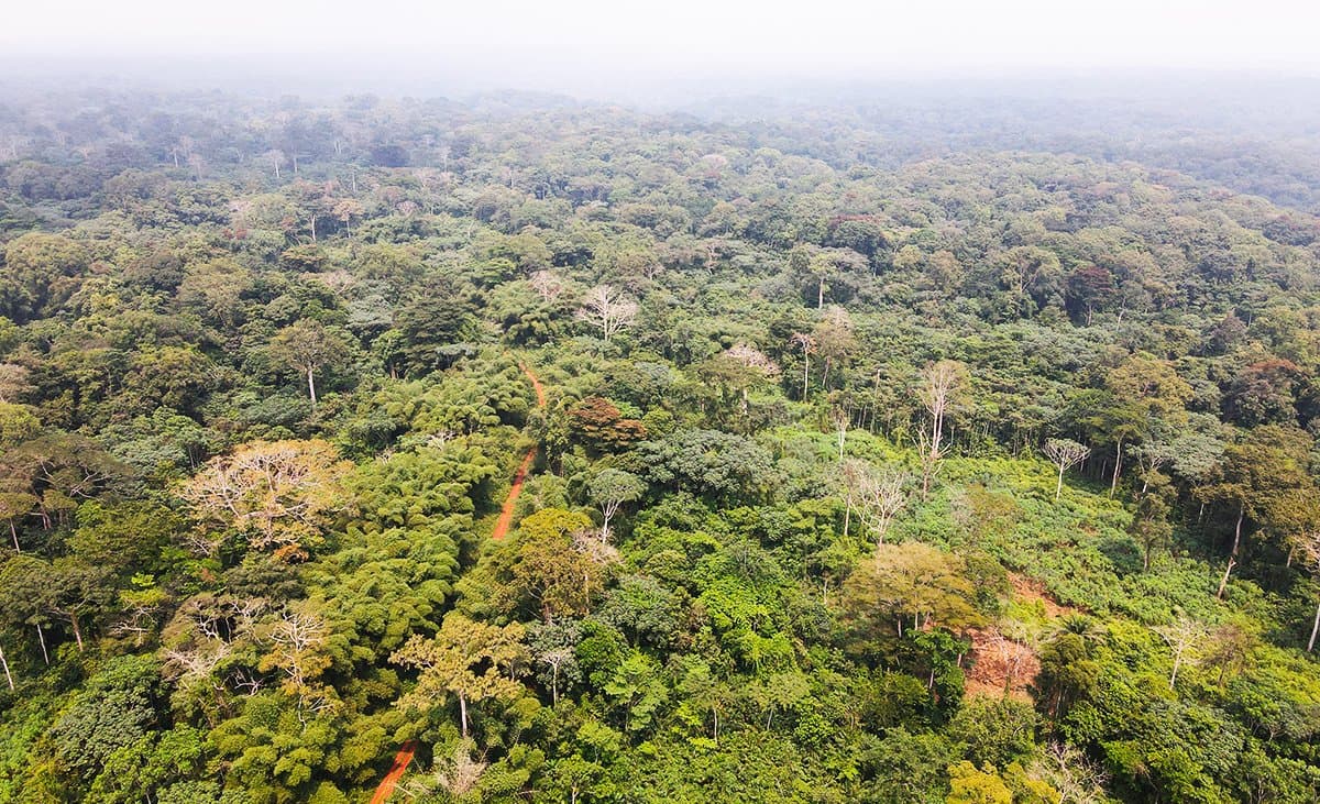 Canopée de forêt tropicale